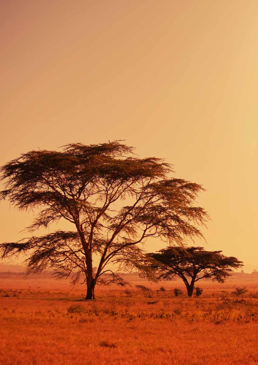 NYA TRENDER AFRIKANSKA TRENDEN SKINER HETAST I år drömmer vi oss söderut. Ner till den heta sanden, den svedda savannen och den täta djungeln.