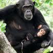 chimpans till människa