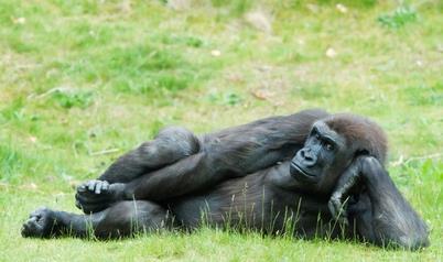 ) Från gorilla SIVgor till