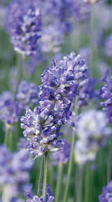 Lättodlad solgul flerårig växt som blommar i april-maj med prästkragsliknande blommor. Fin i vårbuketten! Bildar härliga tuvor. Höjd 30 cm. Lavendel.