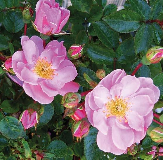 Storblommig ros med tätt fyllda blommor och stark doft Blommar från juni till sent på hösten.
