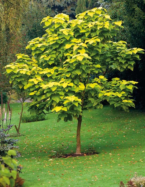 Spännande nyheter 1395:- 200:- Trumpetträd. Catalpa bignonioides. Snabbväxande träd.