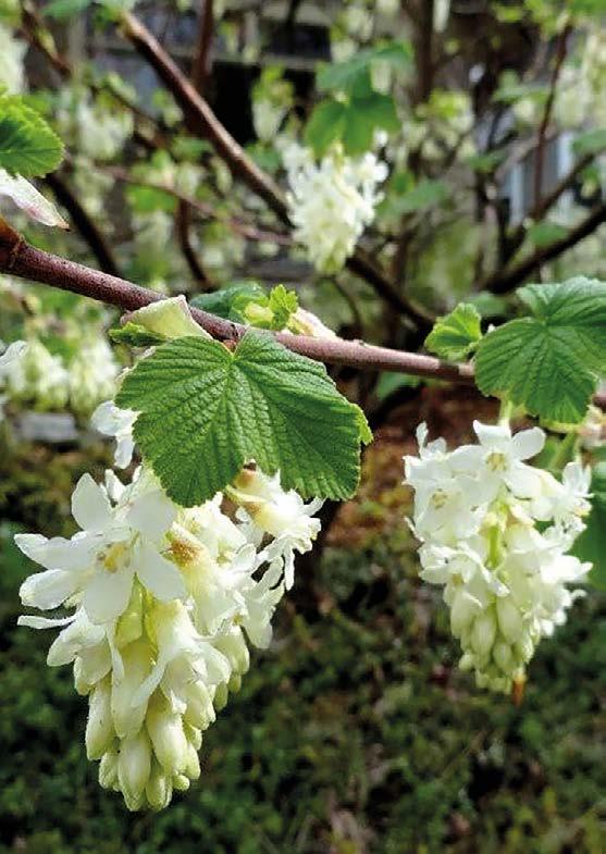 Lonicera Kamtschatica. En av de nyaste bärbuskarna.