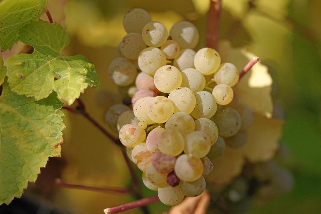 RIESLING Färgen: ljust grönskiftande Doften: mycket aromatisk med