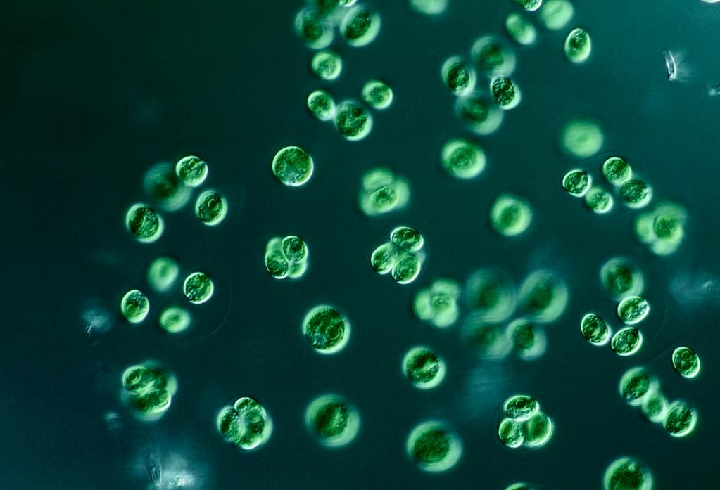 Biogasproduk,on i