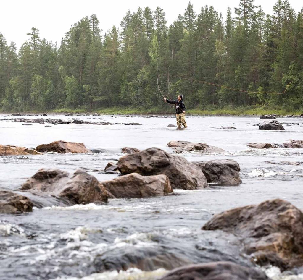 En osedvanligt trevlig strömsträcka Att Ljungan innehåller mängder av fina strömsträckor vet varje hängiven flugfiskare.