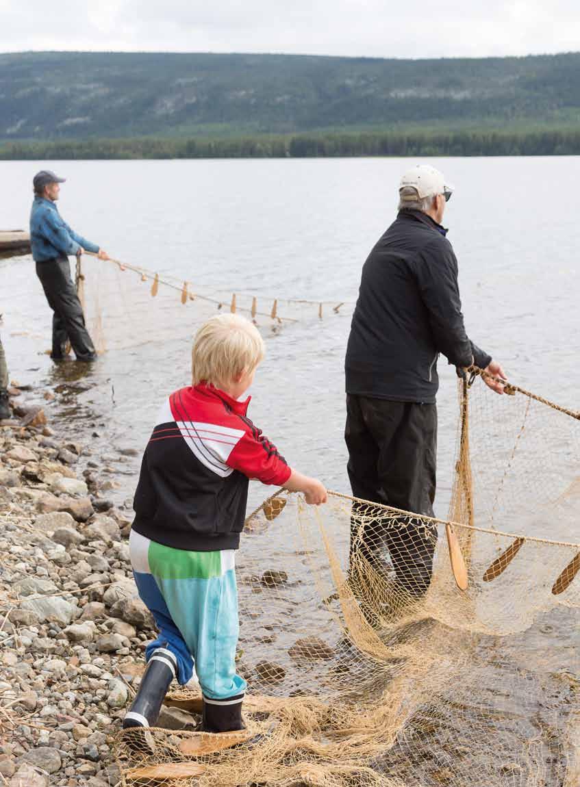 Notdragning precis som förr! Att dra not är ett urgammalt fiskesätt.