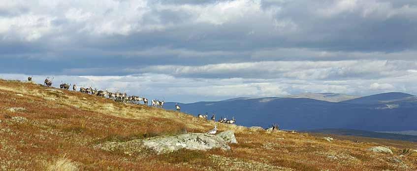 Vandra i Berg TUristinfo Södra Storsjöbygdens turistbyrå (sommaröppen) Storsjöodjurscenter i Svenstavik Tel. 072-5010833 info@storsjobygdensturist.