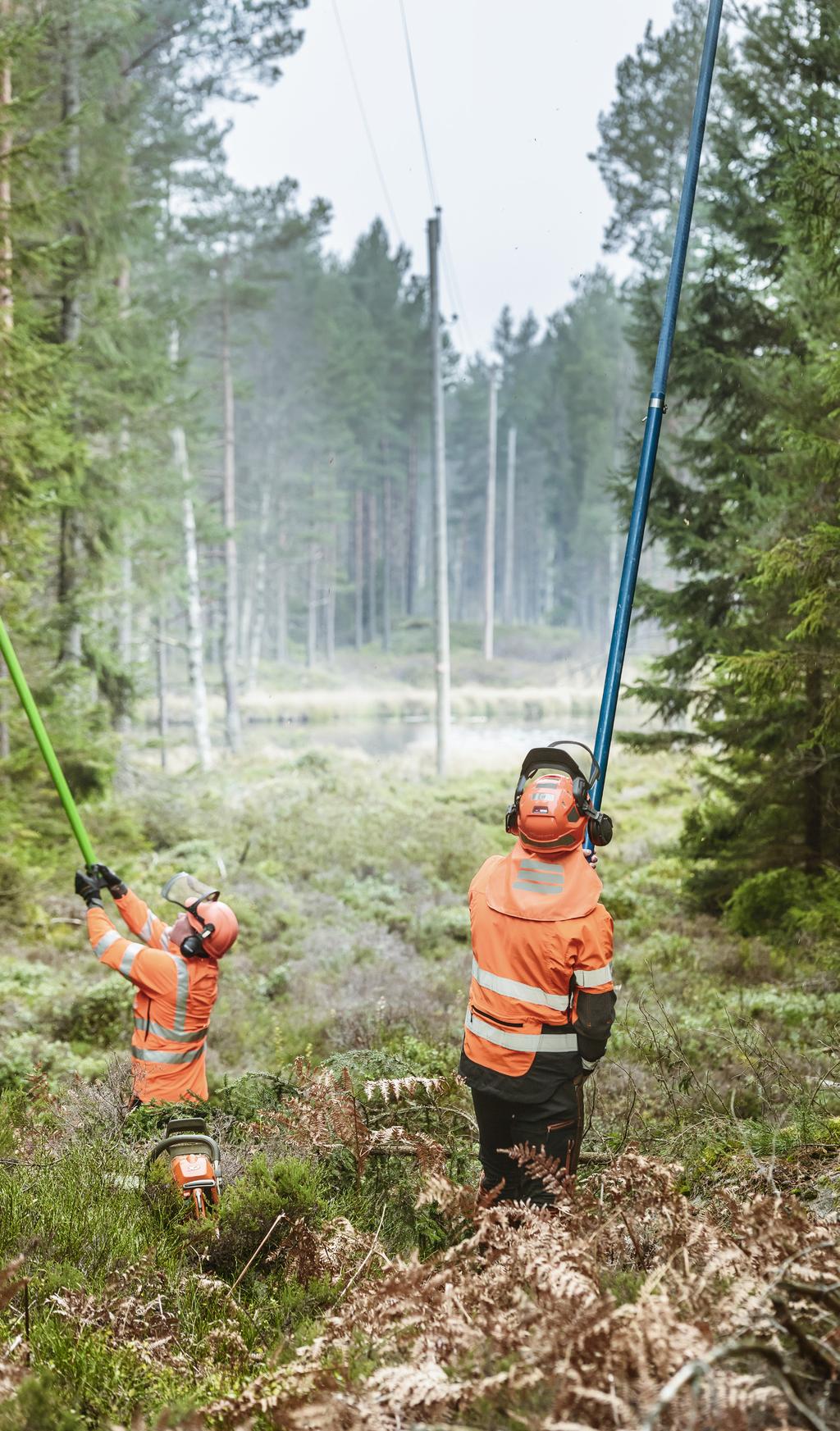 E.ON Nordic Hållbarhetsrapport 2014 Unik artrikedom längs ledningsgator. Granspira, smörbollar, hasselmöss och kärrspindlar.