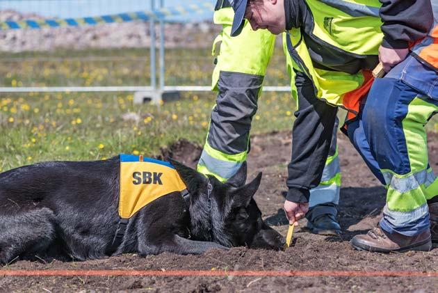 Arkeologihunden Fabel markerar fynd av mänskliga skelett i Sandby borg.