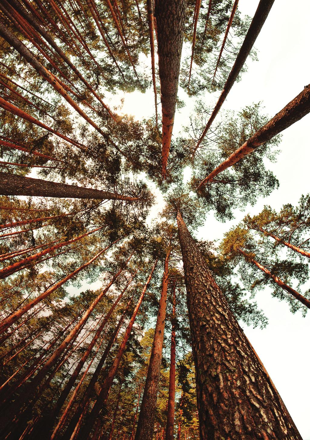 I naturen Koppar förekommer i naturen i olika former och koncentrationer, från spårelement till rika malmfyndigheter, och är en av de metaller det forskats mest kring.