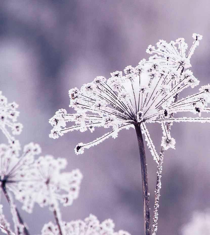 Vanda Nytt 4 2017 GOD JUL OCH GOTT NYTT ÅR! I DETTA NUMMER JULFREDEN UTLYSES VÄLKOMMEN!