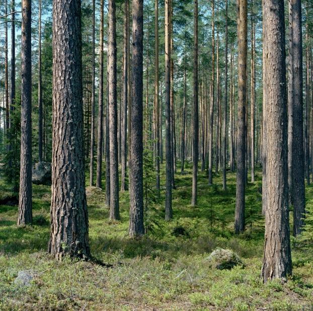 MILJÖVÄRDEN Säkerställa återväxten