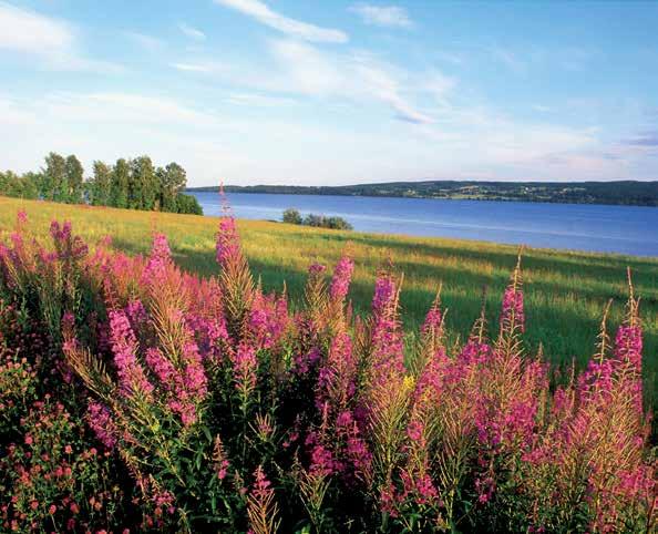 Exempel på åtgärder är bullerdämpande beläggning på vägar, rälsslipning på järnvägar, bullerdämpande skärmar och vallar, förbättrad ljuddämpning i fasader och bullerskyddade uteplatser.