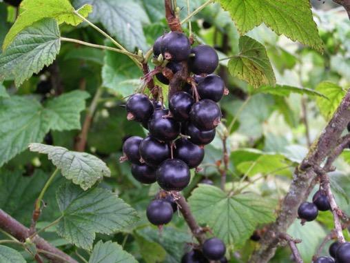 Nyare sorter: Ribes nigrum PETTER TM ( BRi9508-3A ) Mycket stora frukter (1.