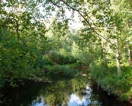 Vasslarängsbäcken Bäcken ligger i norra delen av planområdet och rinner genom exploateringsområdet Noret norra och mynnar i Orsasjön. Den är viktig för reproduktion av öring.