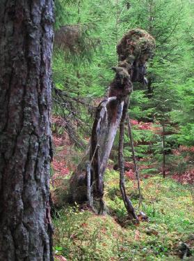 Vår dragning till skog och natur kommer förmodligen till stor del från nedärvda, fundamentala fysiska och existentiella behov.