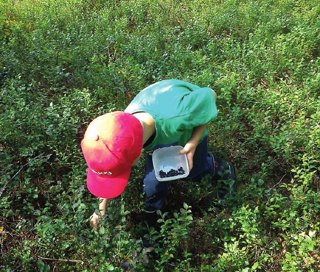 Grader av nyttjande, tillgänglighet och kvalitet kan användas för att beskriva skogar som uppskattas av människor.