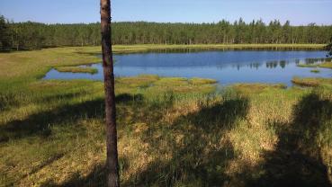 Skogskänsla En skog som är tillräckligt stor för att man ska känna att man är i skogen och kan vara där en stund.