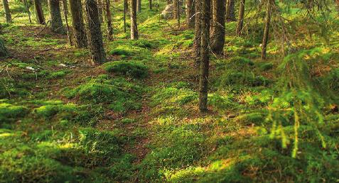 Det speciella med den skötseln, och de mål du sätter, är att upplevelser av och i en skog är så individuella och varierande. Varje plats är unik och innehåller en kombination av upplevelsevärden.