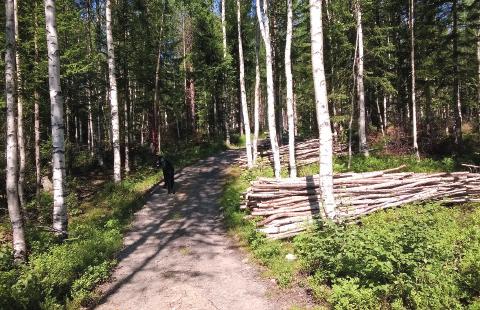 riktigt stora och gamla träden, som Kvilleeken i Småland eller Kungaeken eller den stora silvergranen på Visingsö, kan bli egna utflyktsmål.