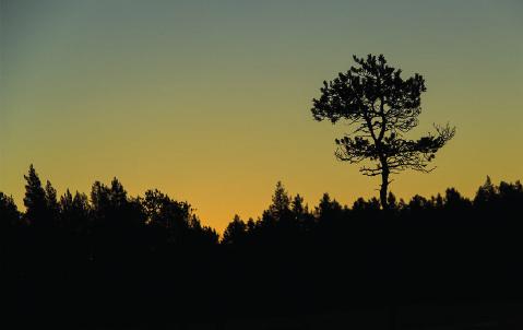 De tog fram målbilder som konkretiserar vilken hänsyn till friluftsliv och rekreation som är önskvärd när skog röjs, gallras eller avverkas.