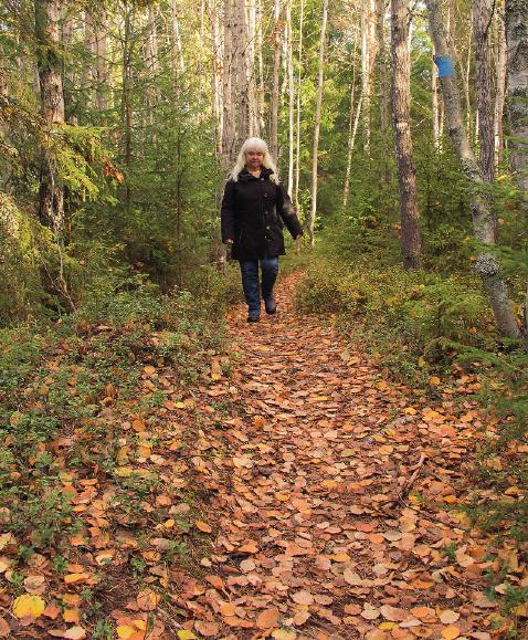 Stigar ska locka med slingrande vägar mot upplysta gläntor. Det är från stigarna de flesta upplever skog.