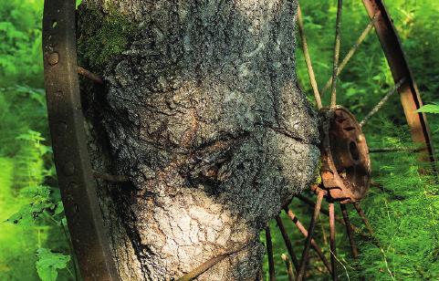 Som skogsägare har du alla möjligheter att bidra till och påverka de värden som upplevelser i skogen kan åstadkomma.