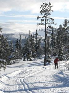 friluftsliv och rekreation foto: kristian svedberg Stigar och leder finns i närskogar, friluftsskogar och all övrig skog. Stigar och leder förbinder olika platser.