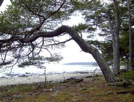 foto: henry stahre Bevara eller förstärk platsens huvudsakliga upplevelsevärde genom val av metod. Naturvårdande skötselåtgärder och skyddszoner är ofta lämpliga. Var noga med att undvika körskador.