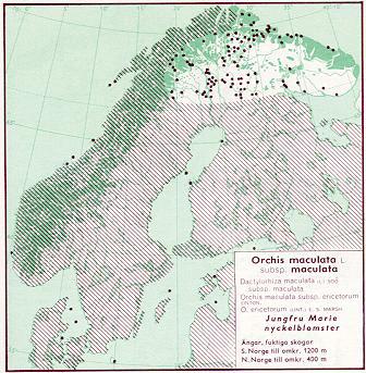 Utbredning Jungfru Marie nycklar är en av de vanligaste orkidéerna i Skandinavien. Endast längst i norr är den sällsynt.