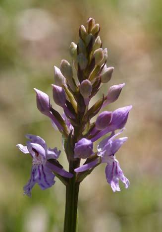 Skogsnycklar (Dactylorhiza maculata ssp. fuchsii) Skogsnycklar (Foto Sven Birkedal). Artbeskrivning Skogsnycklar är en ofta tämligen högväxt orkidé som kan bli nästan en halv meter hög.