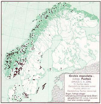 Utbredning Utbredningen för skogsnycklar är dåligt känd då den ofta inte urskiljts från Jungfru Marie nycklar. I Sverige förefaller den vara vanligast i Skåne och på Öland och Gotland.