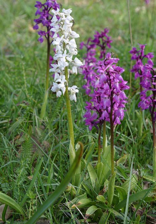 Sankt Pers nycklar (Orchis mascula) Sankt Pers nycklar (Foto Sven Birkedal). Artbeskrivning Sankt Pers nycklar är en medelstor orkidé med grov stjälk.