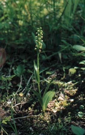 Arter som försvunnit från Skåne Vityxne (Pseudorchis albida) Vityxne (Foto Alf Porenius) Artbeskrivning Vityxne är en orkidé med små vitaktiga, mer eller mindre doftande blommor som sitter i ett
