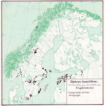 Figur 26. Utbredning av flugblomster i Norden jämte delar av Baltikum (Hultén 1971) Figur 27. Utbredning i Skåne t o m 1973 (Weimarck 1985).