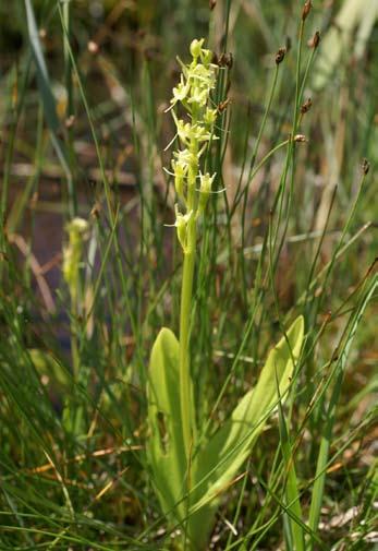 Gulyxne (Liparis loeselii) Gulyxne (Foto Alf Porenius). Artbeskrivning Gulyxne är en lågväxt, ljust gulgrön orkidé med kort blomstängel.