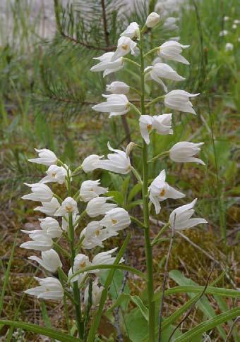 Sällsynta arter med jämförelsedata från 1989-2005 Vit skogslilja (Cephalanthera longifolia) Vit skogslilja (Foto Sven Birkedal).