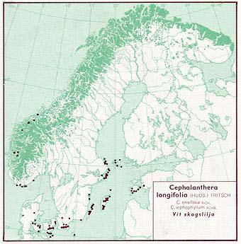 Utbredning Vit skogslilja är sällsynt i Sverige som helhet. Den förekommer i några få sydsvenska landskap, huvudsakligen i kusttrakter. Endast på Öland och Gotland är den något vanligare.