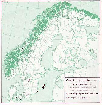 Figur 43. Utbredning av vaxnycklar i Norden jämte delar av Baltikum (Hultén 1971) Figur 44. Utbredning av vaxnycklar i Skåne t o m 1973 (Weimarck 1985).