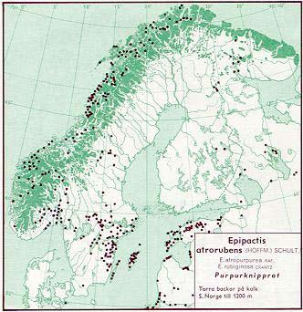 Figur 50. Utbredning av purpurknipprot i Norden jämte delar av Baltikum (Hultén 1971).