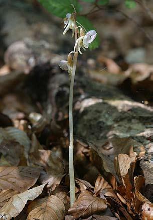 Skogsfru (Epipogium aphyllum) Skogsfru (Foto Sven Birkedal). Artbeskrivning Skogsfru är en orkidé som helt saknar klorofyll och hela växten är därför vit- eller gulaktig, ibland med en rödlätt ton.