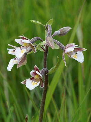 Vanligare skånska orkidéarter Kärrknipprot (Epipactis palustris) Kärrknipprot (Foto Sven Birkedal).