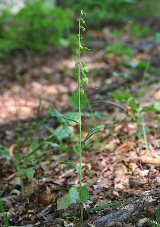 Kal knipprot (Epipactis phyllanthes) Kal knipprot (Foto Sven Birkedal). Artbeskrivning Kal knipprot är en medelstor men ändå relativt späd orkidé med kort upprätt jordstam och kal stjälk.
