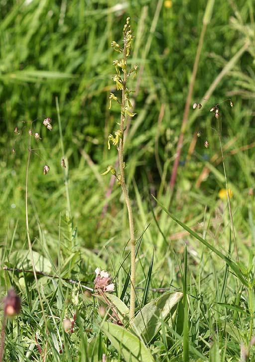 Tvåblad (Listera ovata) Tvåblad (Foto Sven Birkedal). Artbeskrivning Tvåblad är en vanligen högväxt orkidé som kan bli över en halv meter hög.