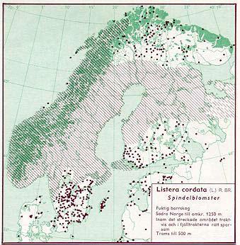 Figur 70. Utbredning av spindelblomster i Norden jämte delar av Baltikum (Hultén 1971). Figur 71.
