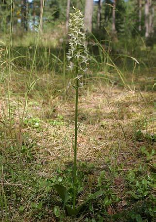 Nattviol (Platanthera bifolia) Nattviol (Foto Sven Birkedal). Artbeskrivning Nattviol är en upp till tre decimeter hög orkidé med vitaktiga blommor.