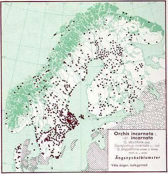 Figur 82. Utbredning av ängsnycklar i Norden jämte delar av Baltikum (Hultén 1971). Figur 83.