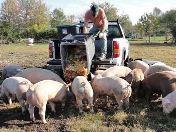 Livestock on leftovers Source: Garnett (2015) Gut