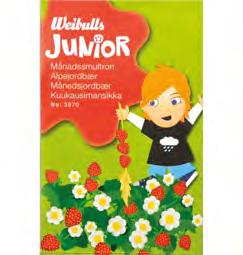 Junior 3970 7DLCNGK*adjhaj+ 3975 7DLCNGK*adjhfe+ 3990 7DLCNGK*adjjah+ Månadssmultron Fragaria vesca Månadssmultron.